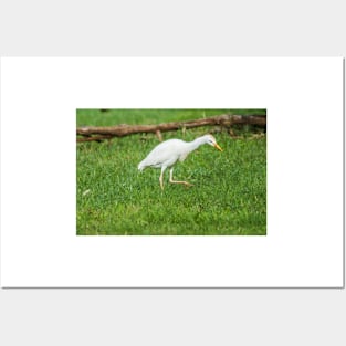 Walking Cattle Egret Posters and Art